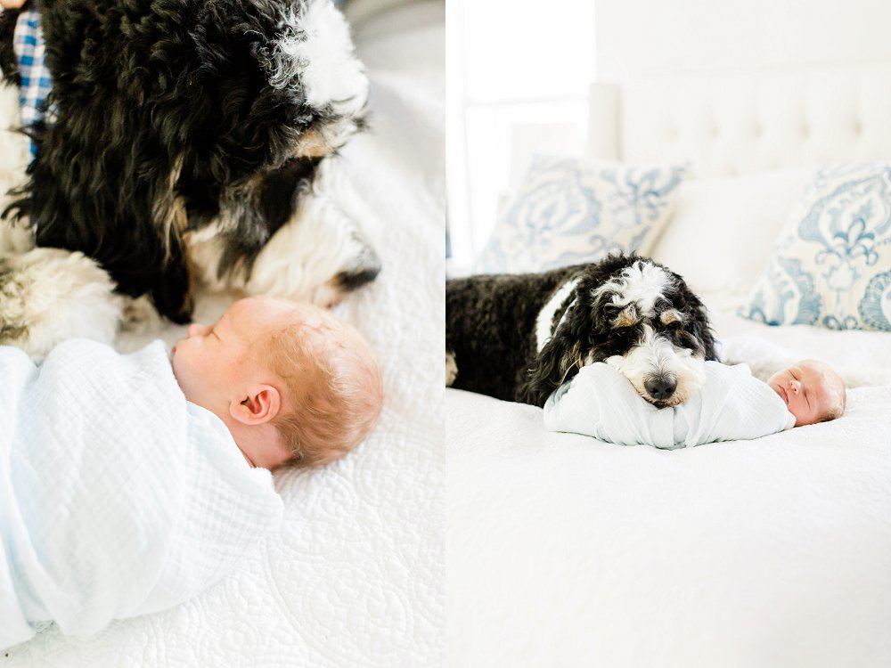 Newborn baby boy with his dog snuggling and protecting him